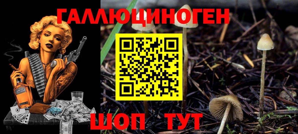 Галлюциногенные грибы Psilocybe  Вход с VPN  Галлюциногенные грибы Psilocybine cubensis  Гусиноозёрск 